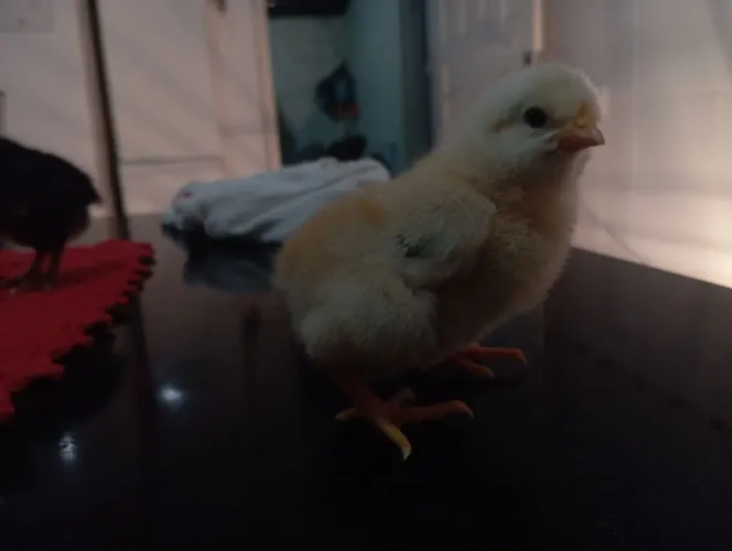 Vendo pintinho e frango da gsb galinha balão entregar combinada pessoalmente