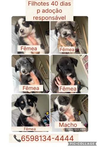 Filhotes para adoção responsável