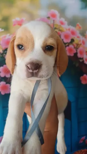  Brincalhão Amigos e Alegres Assim São Beagle Filhotes com Pedigree 