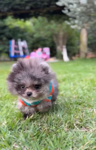  O Spitz alemão é a mistura perfeita de beleza, alegria e companheirismo.