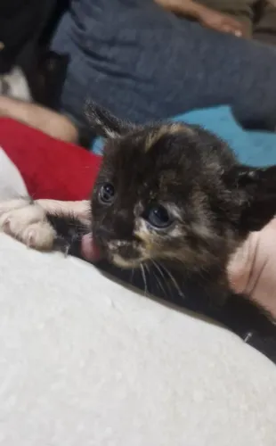 Doação de filhotes de gatos ?
