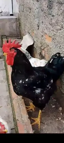 Ovos de galinha sertanejo balão