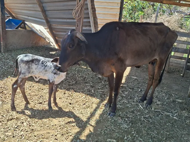 Vaca parida