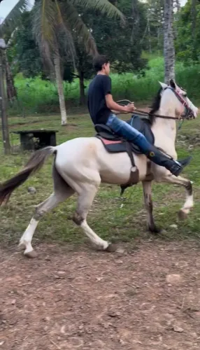Cavalo Mangalarga