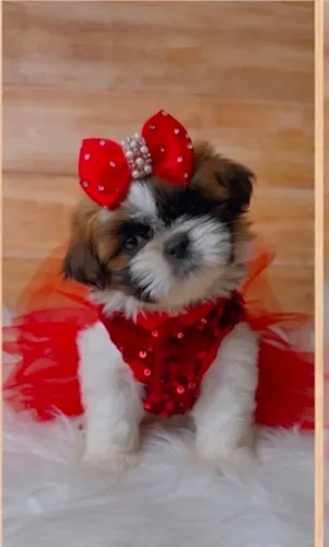 Shih tzu fêmea e macho micro vacinados