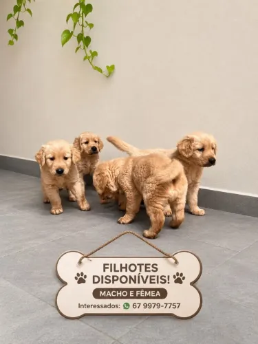 Cachorro Golden Retriever