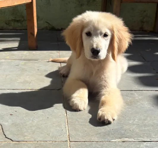 Golden Retriever macho