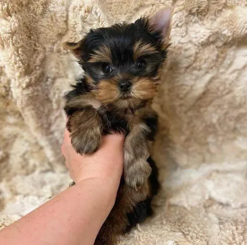 Filhote Yorkshire Terrier, Prepare-se para uma vida cheia de amor e diversão!