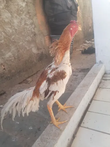 Galo indio