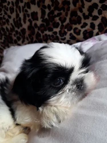 Bebê shihtzu Macho disponível 