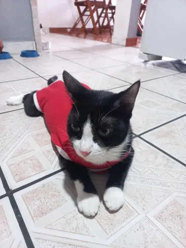 Gata castrada para adoção.