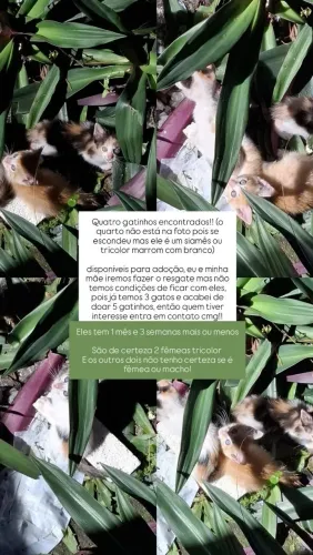 Adoção urgente de gatinhos!!!!
