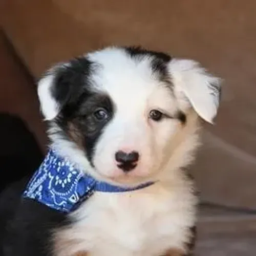 Border Collie,Border Collie Filhote Estrutura Perfeita Disponível