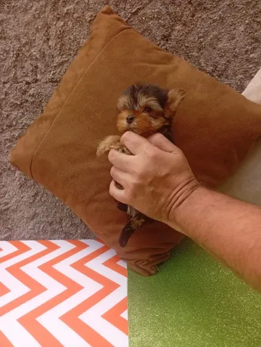 Filhotes pequenos Pinscher e Yorkshire