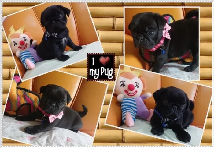 Pug Preto Com Pedigree. Macho e Fêmea.