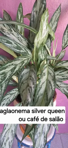 Plantas para jardim