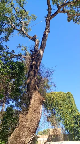 Serviço de jardinagem 