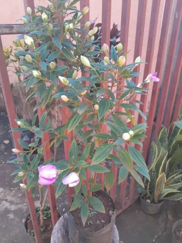 MANACÁ DA SERRA FLORIDAS LINDISSIMAS