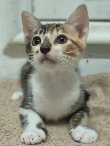 Gatinha filhote linda para adoção