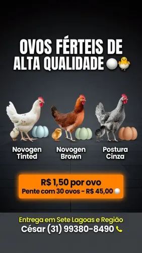 Ovos Férteis de Galinhas Poedeiras