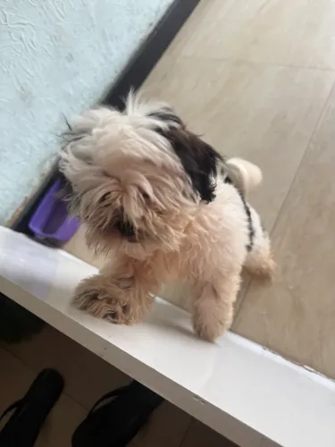 Shih Tzu