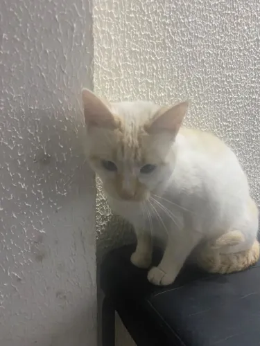 Gatinha pra doação