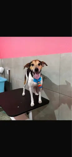 Doa-se casal de cachorros para roça