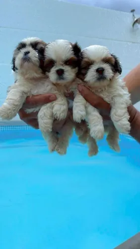 Shih Tzu micro 