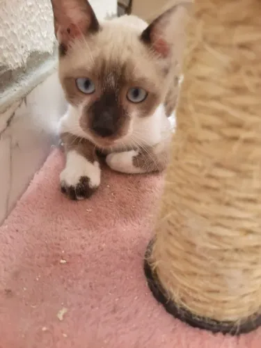 Lindo gatinho siamês para adoção responsável