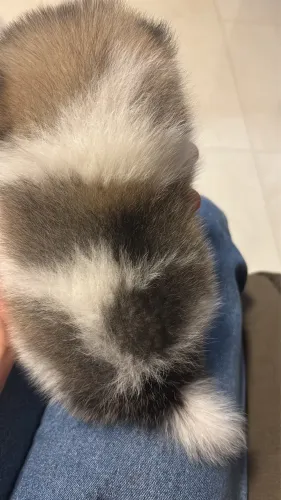 Spitz alemão