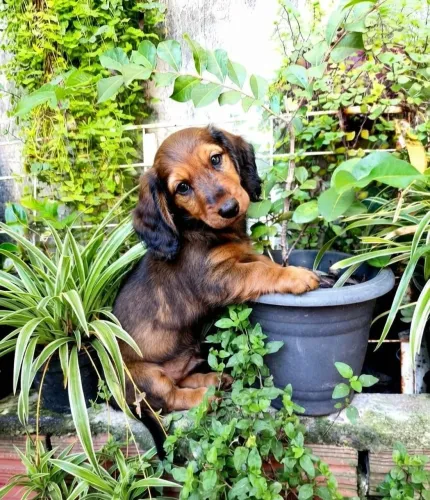 dacshund,salsicha