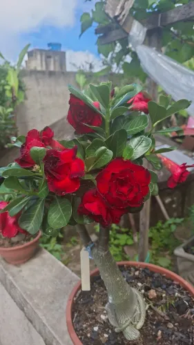 Rosas do Deserto " Variadas espécies, cor e tamanho "