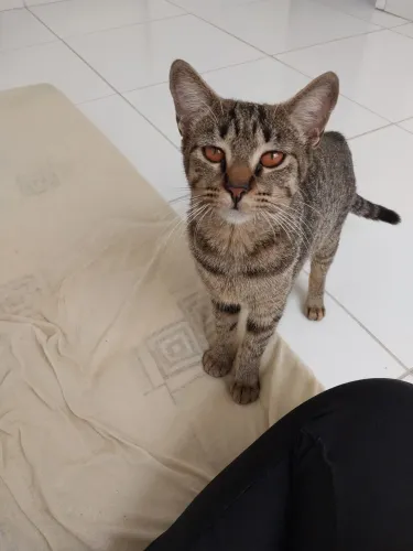 GAta Castrada em Propriá-SE para Adoção Responsável 