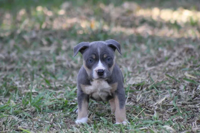 American bully micro pocket várias cores disponíveis 