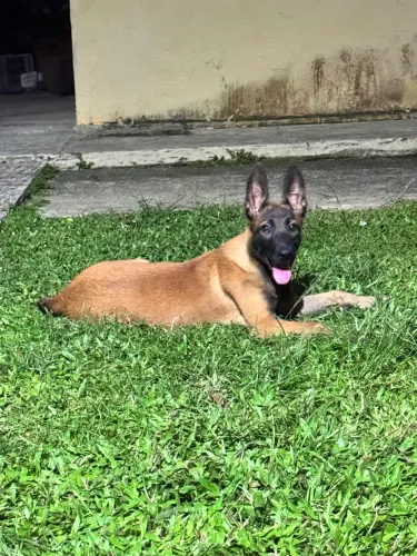Belga de Malinois filhotes