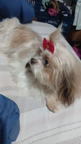 Shitzu fêmea adulta