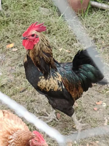 Galo caipira porte médio