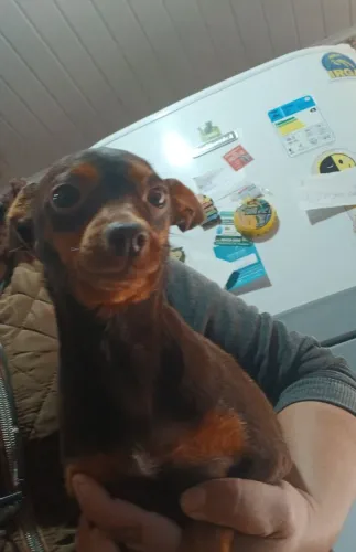 Pinscher chocolate Fêmea 11 meses
