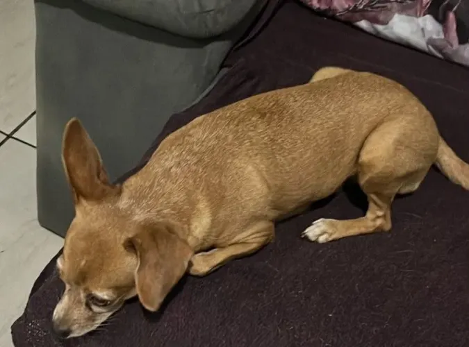 Cachorrinha Pinscher 