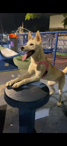 Cachorro
