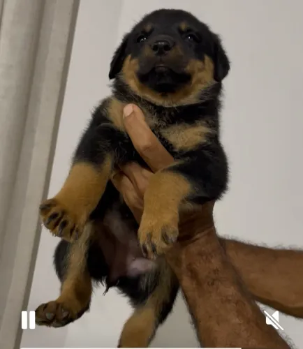 Procuro filhote de rottweiler 