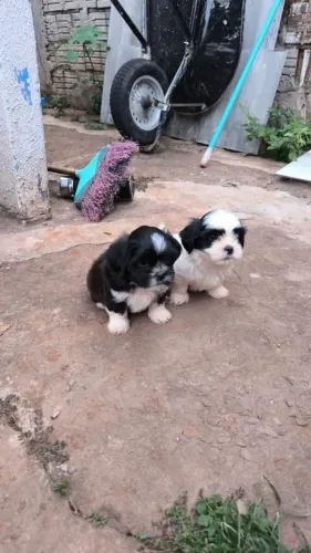 Shitzu a venda