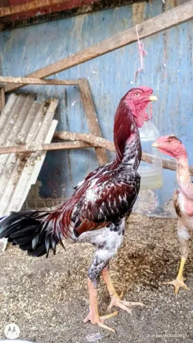 Índio gigante e polaco gigante 