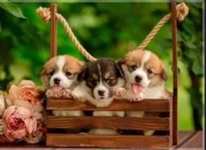 Corgi Pembroke Machos e Femeas