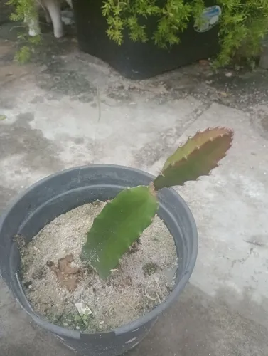 Vendo mudas de planta pitaya