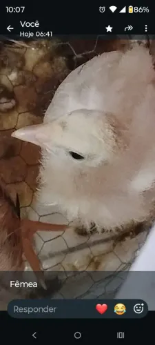 Perusinho