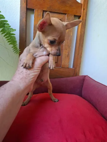 Pinscher macho 2 meses