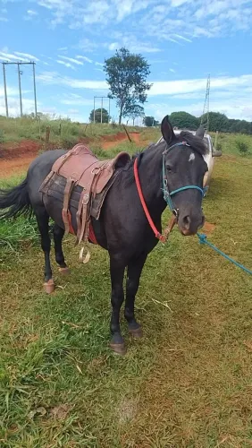 Cavalo petiço promoção hj