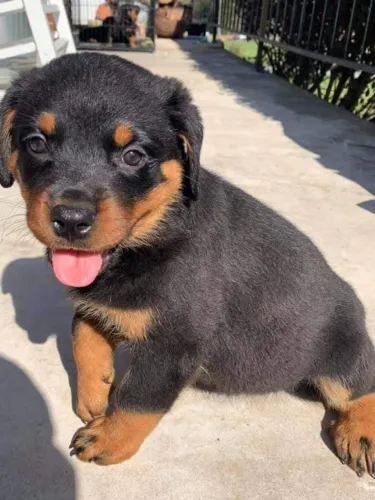 Filhote de Rottweiler saudável, carinhoso e muito inteligente