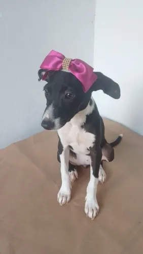Cães para adoção